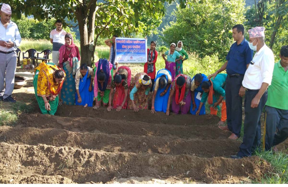 बैतडीको तिरखडेनीमा चक्लाबन्दी आलुखेती शुरु 